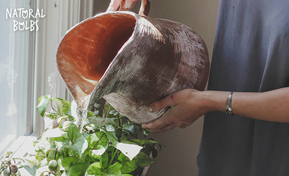 Natural Bulbs